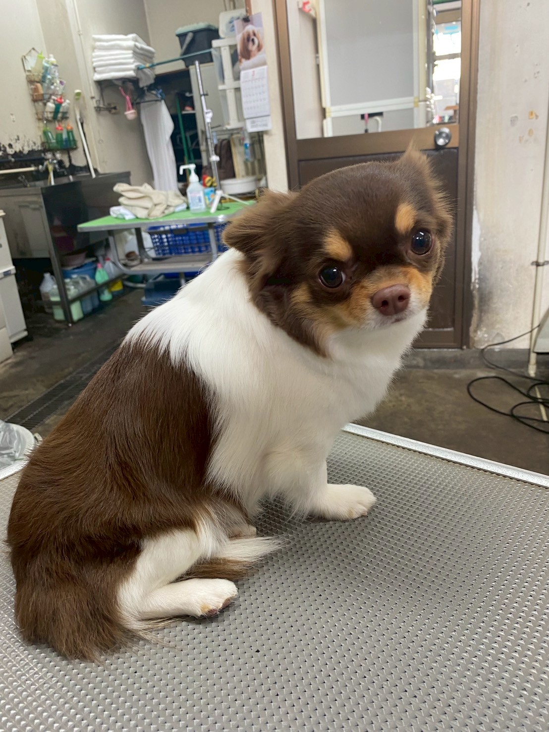 チワワのシャンプーセット - 練馬区Pets Door