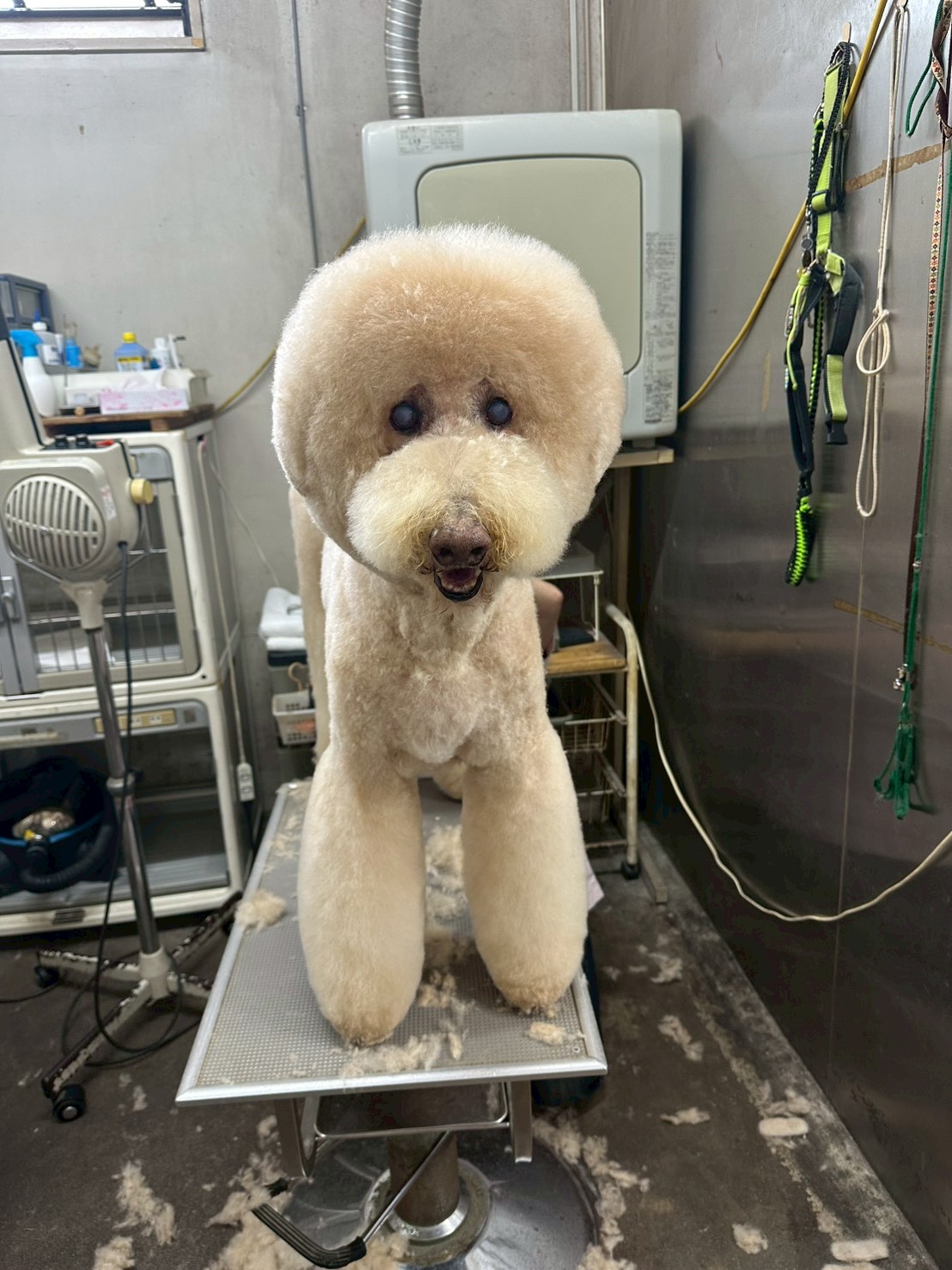 プードルのトリミング仕上がり1 - 練馬区Pets Door