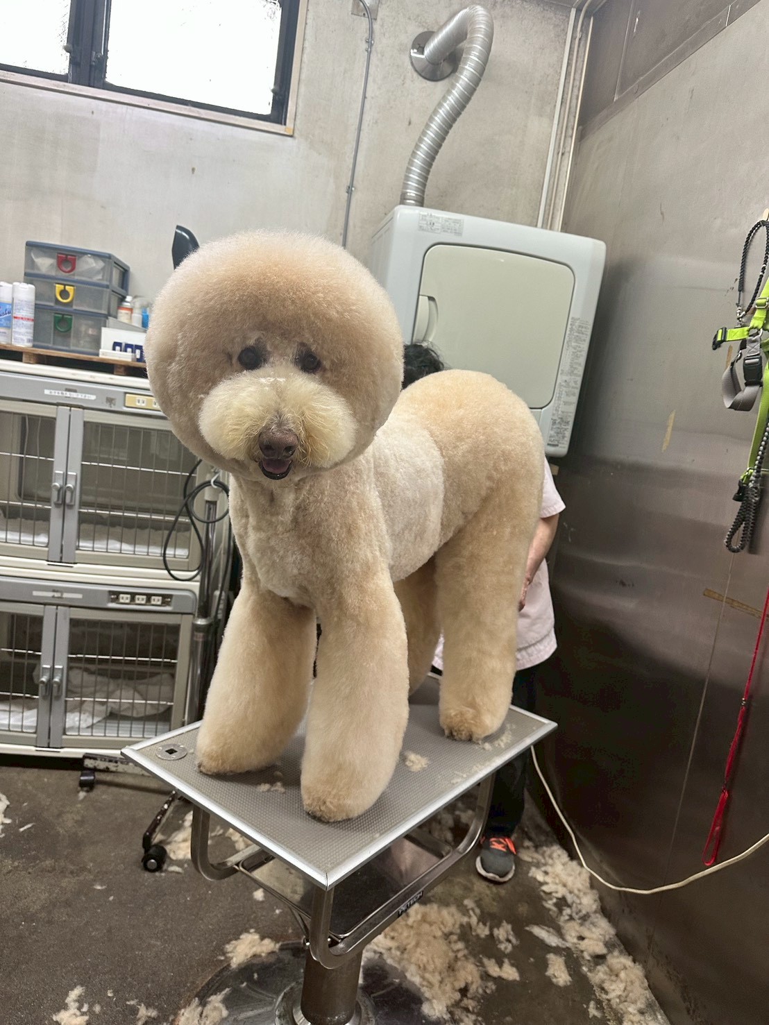 プードルのトリミング仕上がり2 - 練馬区Pets Door