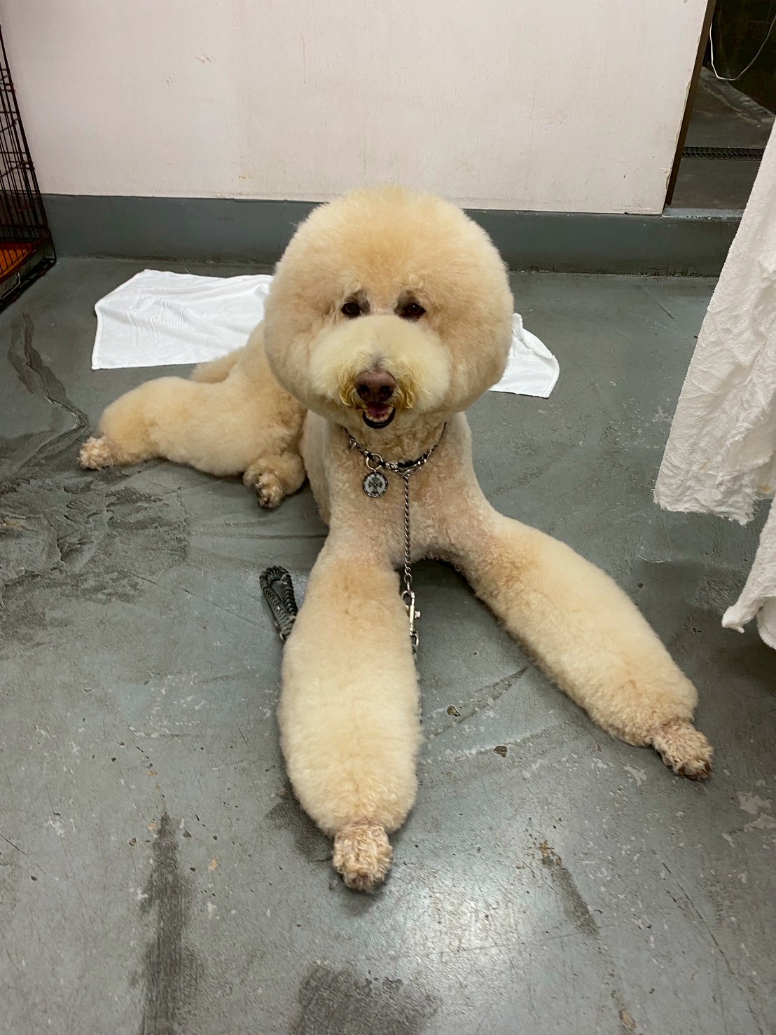 トイプードルのデザインカット仕上がり - 練馬区Pets Door