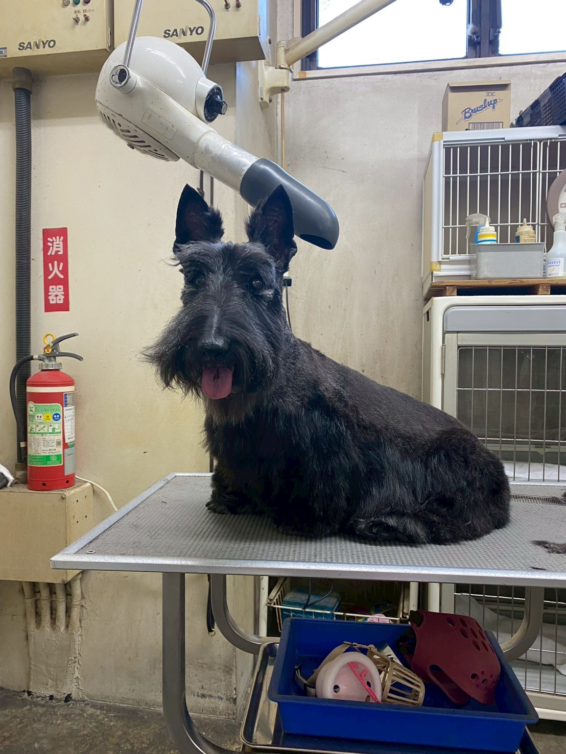 スコティッシュ・テリア（旧看板犬）- 練馬区Pets Door