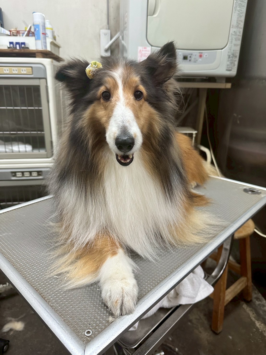 シェットランド・シープドッグのシャンプー仕上がり - 練馬区Pets Door