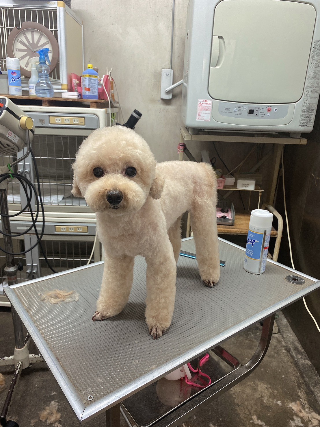 トイプードル（白）のデザインカット - 練馬区Pets Door