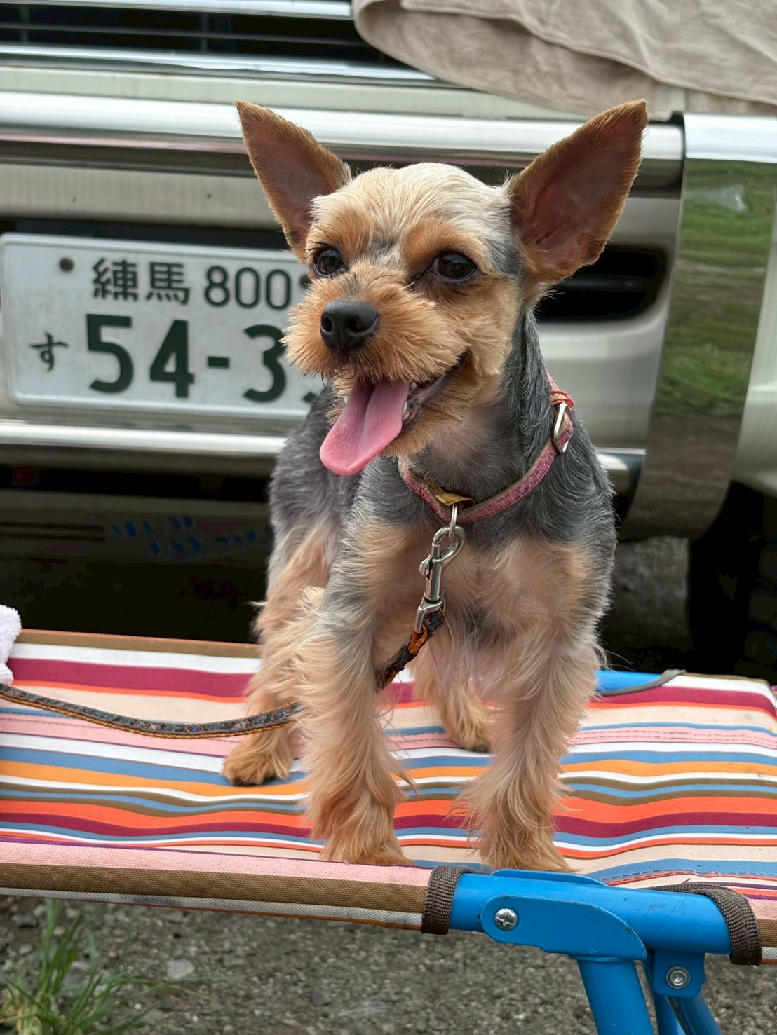 ヨークシャーテリアのトリミング後 - 練馬区Pets Door