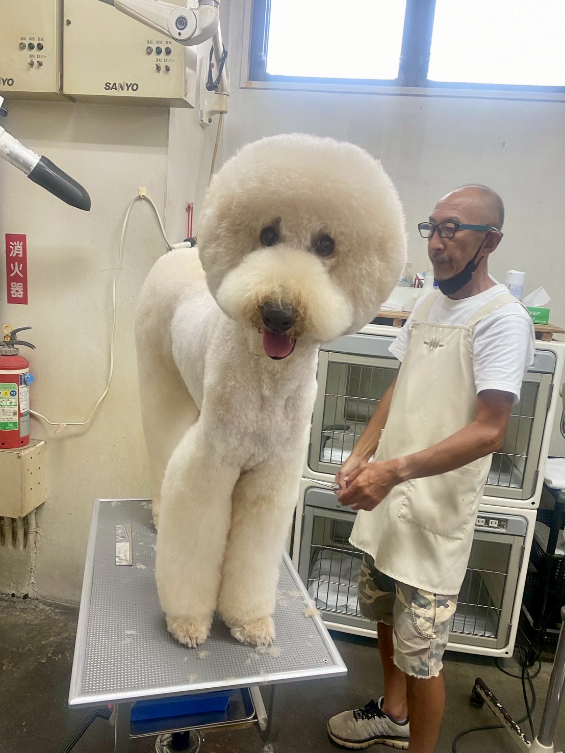 練馬区Pets Doorのスタッフとプードル - 経験豊富なトリマーが丁寧に対応