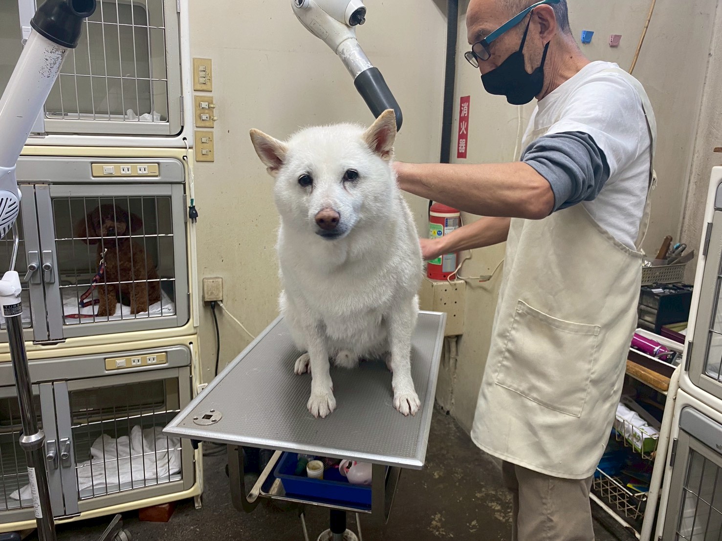 練馬区のペットホテル Pets Door - スタッフが白柴犬をお預かり中